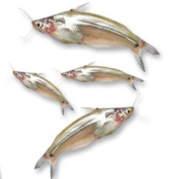 Batashi fish 250gm